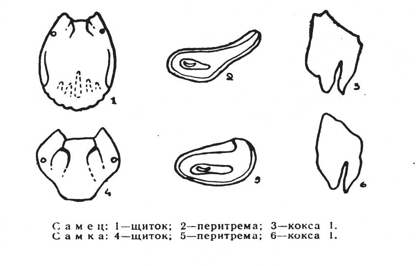 Морфологические признаки клеща Hyalomma marginatum (по Резнику)